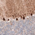 PCP4 Antibody in Immunohistochemistry (Paraffin) (IHC (P))