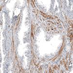 PCP4 Antibody in Immunohistochemistry (Paraffin) (IHC (P))