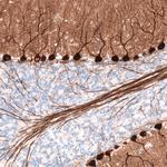 PCP4 Antibody in Immunohistochemistry (Paraffin) (IHC (P))