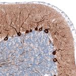 PCP4 Antibody in Immunohistochemistry (Paraffin) (IHC (P))