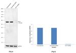 KLF4 Antibody