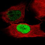 POU3F2 Antibody in Immunocytochemistry (ICC/IF)