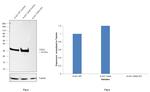 CDK2 Antibody in Western Blot (WB)