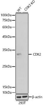 CDK2 Antibody in Western Blot (WB)