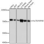 HSC70 Antibody in Western Blot (WB)