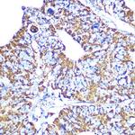 HSP60 Antibody in Immunohistochemistry (Paraffin) (IHC (P))