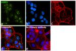 LAMP2 Antibody in Immunocytochemistry (ICC/IF)