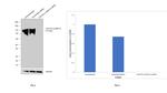 LAMP2 Antibody in Western Blot (WB)