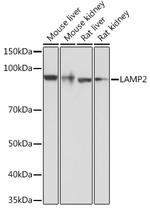 LAMP2 Antibody in Western Blot (WB)