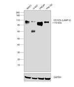 LAMP2 Antibody in Western Blot (WB)