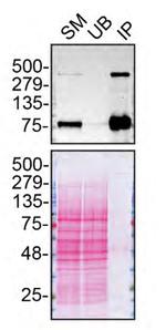 LRP1 Antibody in Immunoprecipitation (IP)