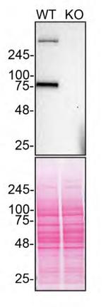 LRP1 Antibody in Western Blot (WB)