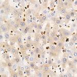 IGF1 Antibody in Immunohistochemistry (Paraffin) (IHC (P))