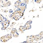 IGF1 Antibody in Immunohistochemistry (Paraffin) (IHC (P))