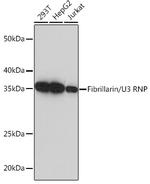 Fibrillarin Antibody in Western Blot (WB)