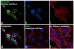 ISL1 Antibody in Immunocytochemistry (ICC/IF)