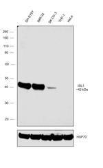 ISL1 Antibody in Western Blot (WB)