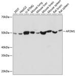 AP2M1 Antibody in Western Blot (WB)