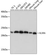 IL1RA Antibody in Western Blot (WB)