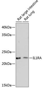 IL1RA Antibody in Western Blot (WB)