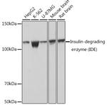 IDE Antibody in Western Blot (WB)