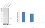 Galectin 3 Antibody in Western Blot (WB)