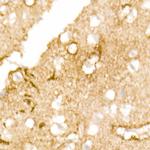 Aquaporin 4 Antibody in Immunohistochemistry (Paraffin) (IHC (P))