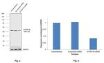 ATP Synthase beta Antibody