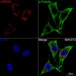 ATP5A1 Antibody in Immunocytochemistry (ICC/IF)