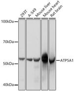 ATP5A1 Antibody in Western Blot (WB)