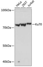 Ku70 Antibody in Western Blot (WB)