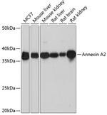 Annexin A2 Antibody in Western Blot (WB)