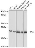 GPX4 Antibody in Western Blot (WB)