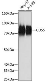 CD55 Antibody in Western Blot (WB)