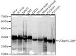 C1QBP Antibody in Western Blot (WB)