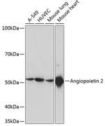 Angiopoietin 2 Antibody in Western Blot (WB)