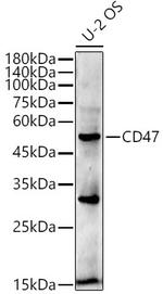 CD47 Antibody in Western Blot (WB)