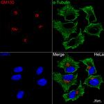 GM130 Antibody in Immunocytochemistry (ICC/IF)