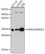 MAD2 Antibody in Western Blot (WB)