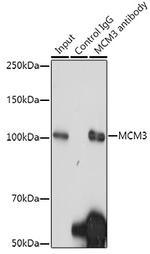 MCM3 Antibody in Immunoprecipitation (IP)