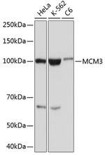 MCM3 Antibody in Western Blot (WB)