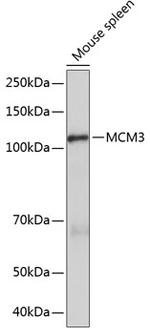 MCM3 Antibody in Western Blot (WB)