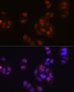 FGF2 Antibody in Immunocytochemistry (ICC/IF)