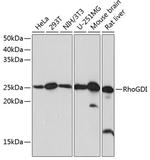 RhoGDI Antibody in Western Blot (WB)