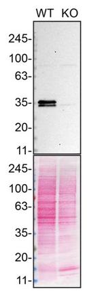 hnRNP A1 Antibody in Western Blot (WB)