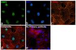 CtBP1 Antibody in Immunocytochemistry (ICC/IF)