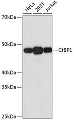 CtBP1 Antibody in Western Blot (WB)