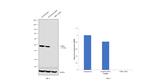 CtBP1 Antibody in Western Blot (WB)