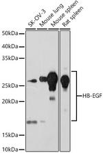 HBEGF Antibody in Western Blot (WB)