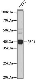 FBP1 Antibody in Western Blot (WB)